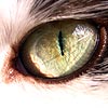 Глаз хищника #2