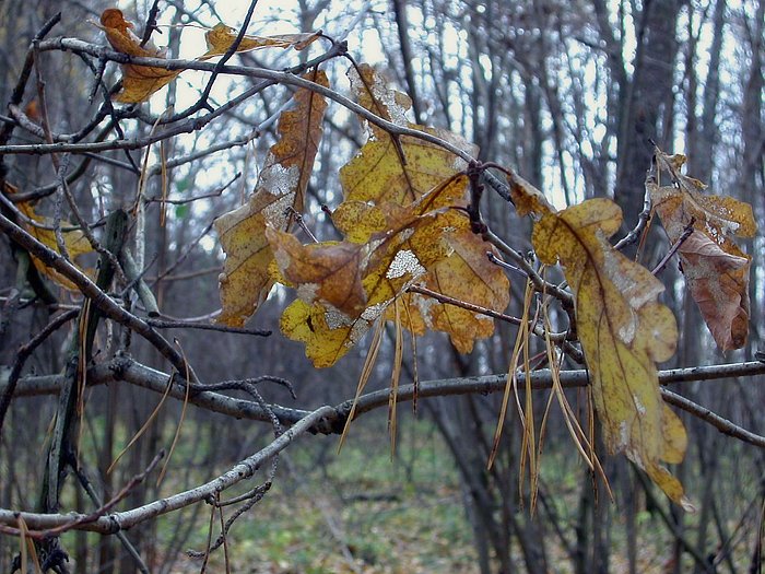 Последние листья