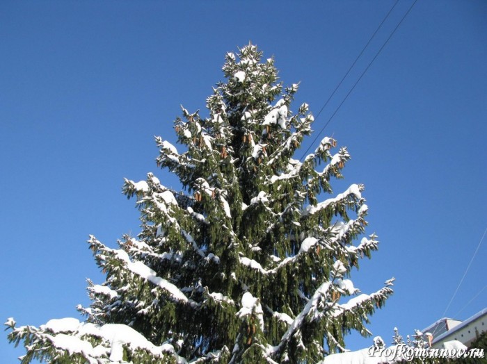 Студенческая зима023