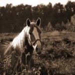 Номинация - Пейзаж: Мой друг, отчизне посвятим души прекрасные порывы