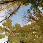 Номинация - Пейзаж: Мой друг, отчизне посвятим души прекрасные порывы