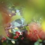 Номинация - Пейзаж: Мой друг, отчизне посвятим души прекрасные порывы