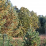 Номинация - Пейзаж: Мой друг, отчизне посвятим души прекрасные порывы