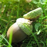 Номинация - Пейзаж: Мой друг, отчизне посвятим души прекрасные порывы