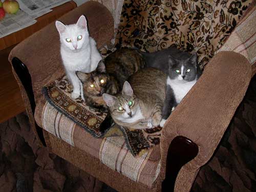 Лунные коты